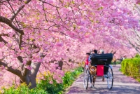 SỰ KHÁC BIỆT GIỮA HOA ANH ĐÀO SAKURA VÀ KAWAZU