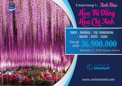 TOUR NHẬT BẢN MÙA HOA TỬ ĐẰNG - HOA CHI ANH