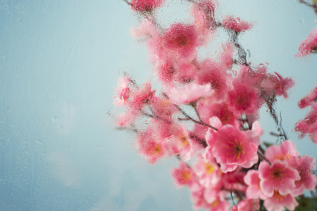 LỄ HỘI HOA MƠ NHẬT BẢN