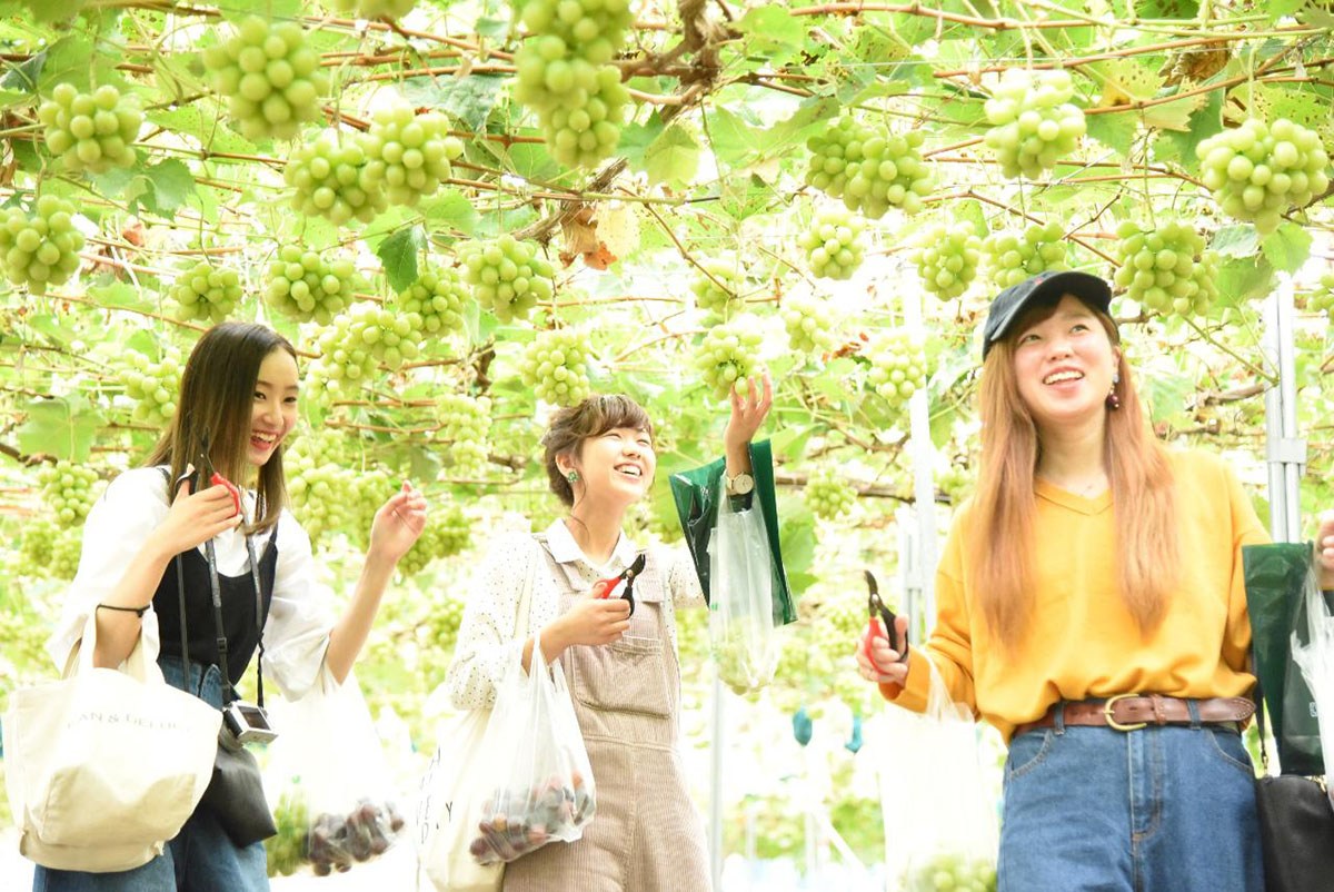 Yamanashi – Thiên đường trái cây Nhật Bản