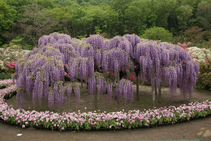 Tháng Năm Ngắm Hoa Tử đằng ở Công Viên Ashikaga Univiet Travel