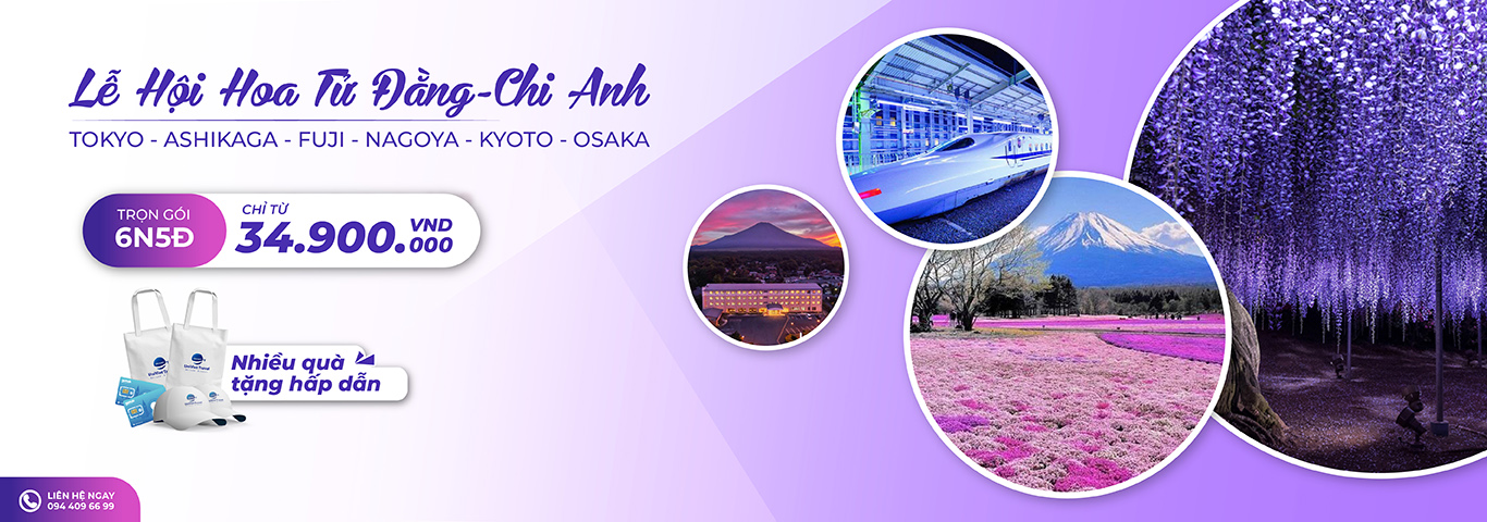 Nhật Bản lễ hội hoa Tử Đằng - Chi Anh
