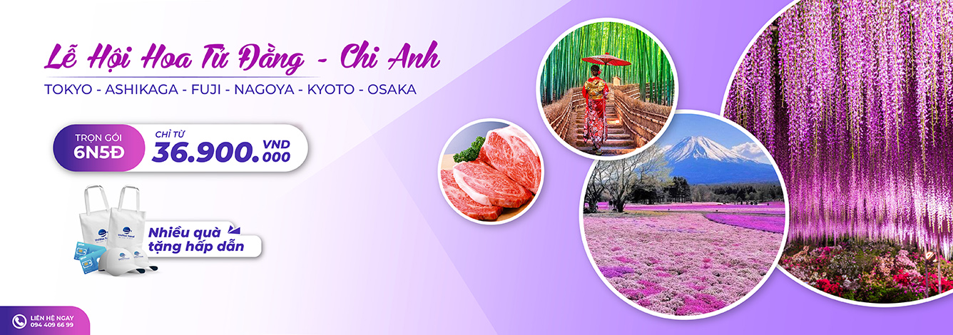 Nhật Bản lễ hội hoa Tử Đằng - Chi Anh