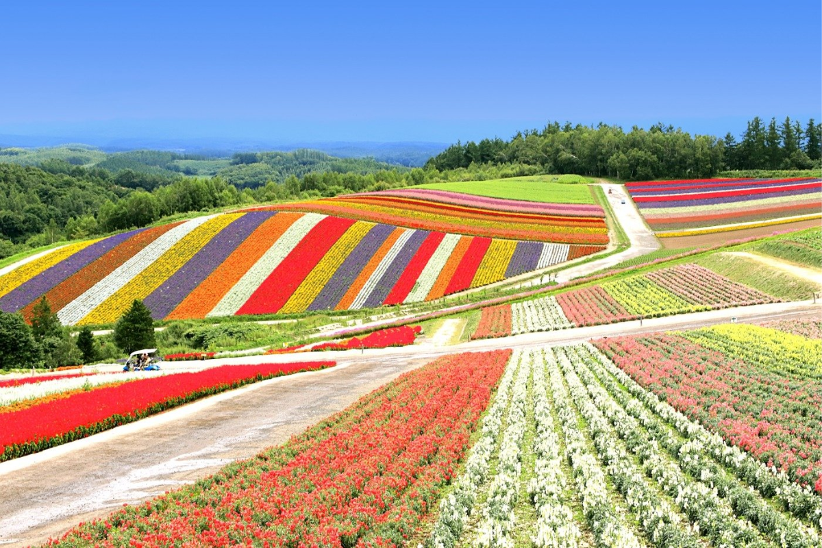 HOKKAIDO MÙA LÁ ĐỎ 2023